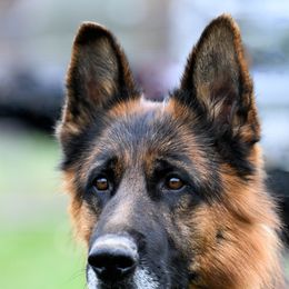 German Shepherds from Timber Ridge Shepherds