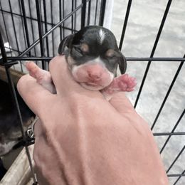 Pocket Beagle Female - Black tan and white female Beagle puppy in Gentry, Arkansas from HC Puppy Ranch