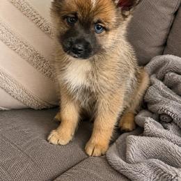 Nala - Wolf sable female Pomsky puppy in New Bedford, Massachusetts from Roark Pack Chihuahua's & Pomsky's