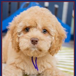 Penny - Red female Cockapoo puppy in Connersville, Indiana from Deaz Doodle Ranch