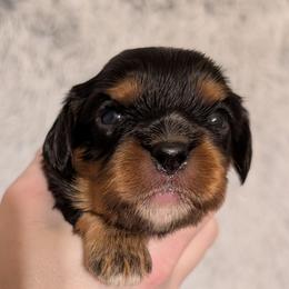 Walker - Black and tan female Cavalier King Charles Spaniel puppy in Stilwell, Oklahoma from Love Bug Cavaliers