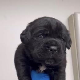 1st Pick Male - Black male Cane Corso puppy in California from Donato Kennels