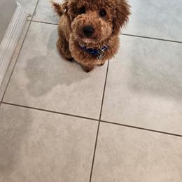 Cc - Poodle