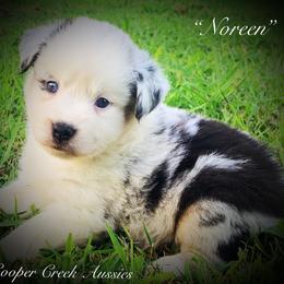 Noreen - Miniature Australian Shepherd puppy from Cooper Creek Aussies