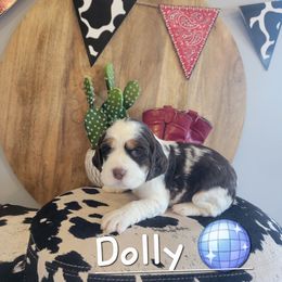 Dolly - Liver white and tan female English Springer Spaniel puppy in 5 Points, Tennessee from Tenn South Springer Spaniels