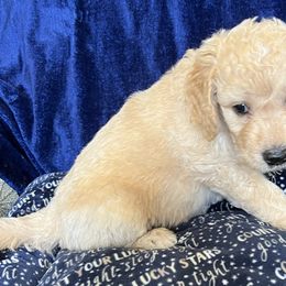 Boy 5 - Cream Goldendoodle puppy in Lexington, North Carolina from Sages Doodles and Poodles of NC