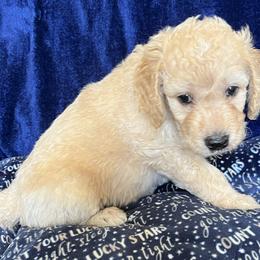 Boy 5 - Cream Goldendoodle puppy in Lexington, North Carolina from Sages Doodles and Poodles of NC