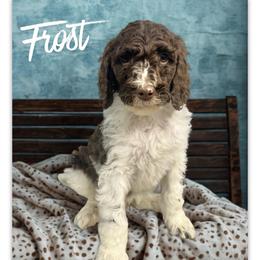 Frost - Parti male Goldendoodle puppy in Ellenburg Center, New York from Kristin's Puppies