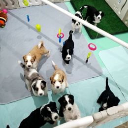 Aussiedoodle Puppies from Southwest Florida Doodles