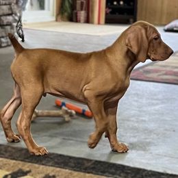 Puppy 3 - Golden rust male Vizsla puppy in Coal Center, Pennsylvania from Waymaker Vizslas