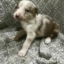 Border Collie and Jack Russell Terrier Puppies from CP FARMS BORDER COLLIES N JACKS CORP