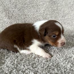 Girl 2 - Red tri-color female Australian Shepherd puppy in Rochester, Massachusetts from Clover Creek Aussies