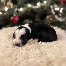 Cheers - Black and white male Sheepadoodle puppy in Vernonia, Oregon from Life Unleashed Farm