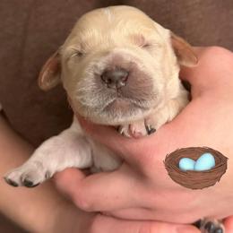 Turquoise Collared Girl - Light golden female Golden Retriever puppy in Fisher, Illinois from Aslan's Pride of Fidei Family Farms