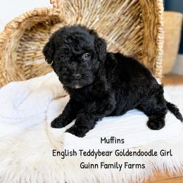 Muffins English Teddybear - Black female Goldendoodle puppy in Grove, Oklahoma from Guinn Family Farms