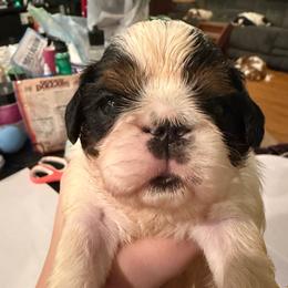 Peggy - Black white and tan female English Toy Spaniel puppy in Pennsylvania from Enchanting Charlies