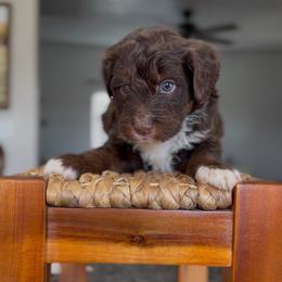 Chocolate - male Australian Mountain Doodle puppy in Spanish Fork, Utah from Little Puppy Co.
