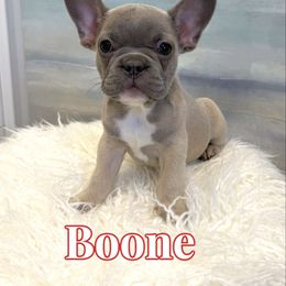 Boone - Fawn and white male French Bulldog puppy in Buford, Georgia from Petite Posh Puppies