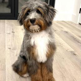 Rusty - Bernedoodle