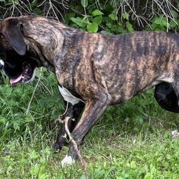 Boxer Puppies from Von Royal Dell'Infinite Bellissimo Deutscher