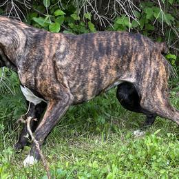 Boxer Puppies from Von Royal Dell'Infinite Bellissimo Deutscher