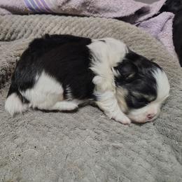 Tilli - Black female Pekingese puppy in Andrews, South Carolina from Purple Diamonds Kennel