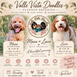 Goldendoodle puppies from Vallevistadoodles