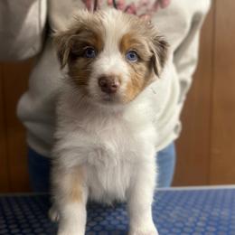 Lupine - Red merle male Australian Shepherd puppy in Falmouth, Kentucky from Queen City Farm