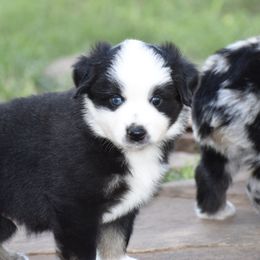 Toy Australian Shepherd Puppies from Rafter O Mini and Toy Aussies