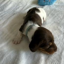 AKC Cooper - Piebald male Dachshund puppy in Sacramento, California from Valentina's mini  AKC Dachshunds