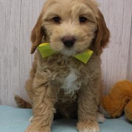 Yellow collar Whiskey - Caramel male Australian Labradoodle puppy in Provo, Utah from EllsWORTH Labradoodles LLC