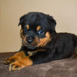Boy 4 - Black and mahogany male Rottweiler puppy in Ethel, Washington from Titanenheim Rottweilers