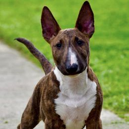 Bull Terriers from HP BULL’S