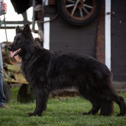 Goose - German Shepherd