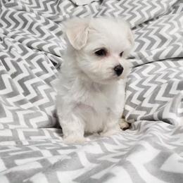 Nelly - White female Maltese puppy in Austin, Texas from Austin Maltese Babies