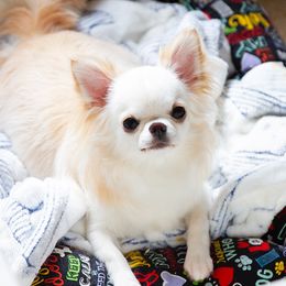 Khaleesi - Chihuahua