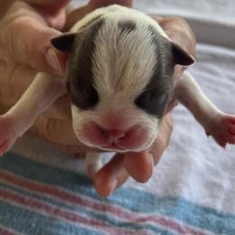Girl 3 - Red female Boston Terrier puppy in Coopertown, Tennessee from Toon’s Boston Terriers