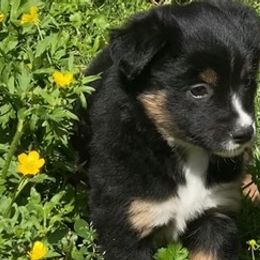 Miniature Australian Shepherds from Twinoakshavenfarm