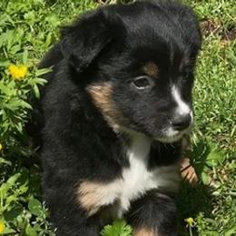 Miniature Australian Shepherds from Twinoakshavenfarm