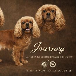 Journey - Cavalier King Charles Spaniel