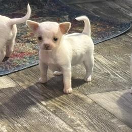White and cream 6,400 female - White female Chihuahua puppy in Summerfield, Florida from Uey’s Chihuahuas