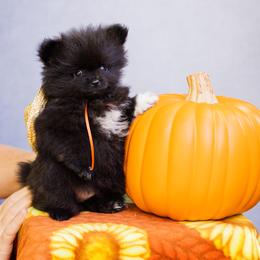 Pomeranian Puppies from Cutie Poms