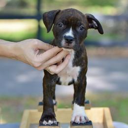 The Willing Partner - Brown brindle male American Staffordshire Terrier puppy in St. Augustine, Florida from LBK & Ancient City