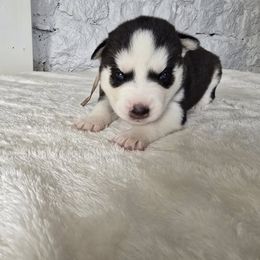 Bella - Black and white female Siberian Husky puppy in Wheeling, West Virginia from Wild and Wonderful Siberian Huskies
