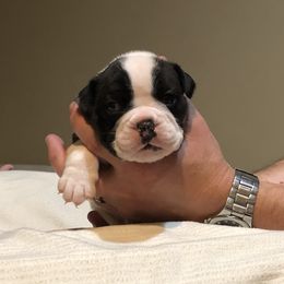 English Bulldog Puppies from Ruza's Bulldogs