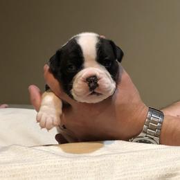 English Bulldog Puppies from Ruza's Bulldogs