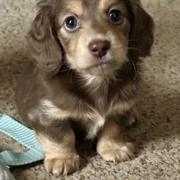 Dachshund and French Bulldog Puppies from Scarlet Sons Frenchies
