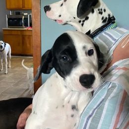 Dalmatians from Lemon Dalmations