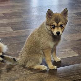 Ginger - Wolf sable female Pomsky puppy in Edmonton, Kentucky from Spillman's Specialty Breeding