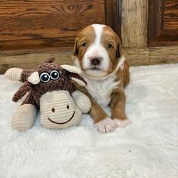 Blue Boy - Apricot male Goldendoodle puppy in Thomasville, Georgia from South Georgia Golden Doodle Ranch LLC
